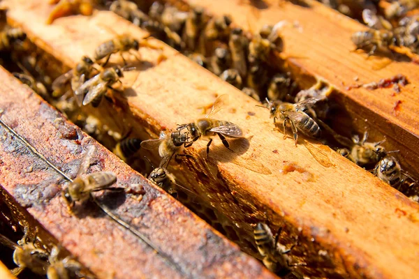 Vue rapprochée des abeilles essaim sur un nid d'abeilles . — Photo