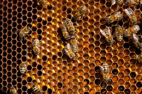 A dolgozó méhek és a begyűjtött pollen közelről a ho — Stock Fotó