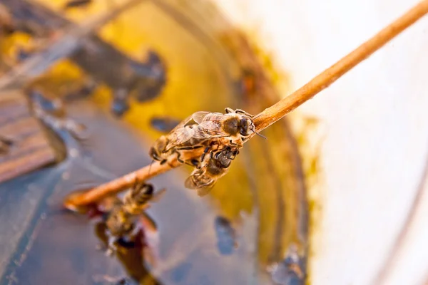 Abelhas bebendo água no verão . — Fotografia de Stock