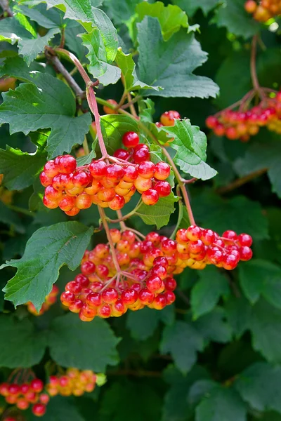 Крупним планом з пучки червоні ягоди Калина була або Viburnu — стокове фото