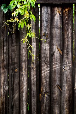 Yeşil yabani üzüm vintage ahşap arka plan WIT Tarih bırakır.