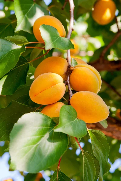 Olgun kayısı kayısı ağacı büyüyen