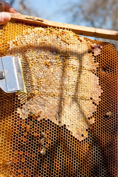 Beekeeper checking a beehive to ensure health of the bee colony. — Stock Photo, Image