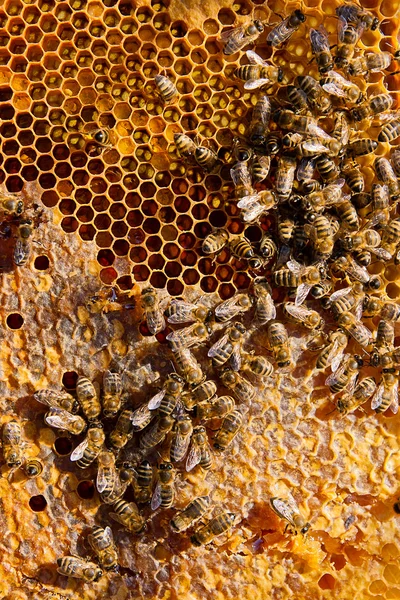 Arbetande bina på den gula honeycomb med söt honung. — Stockfoto
