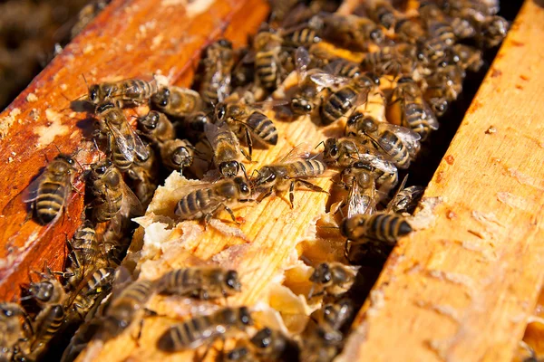 Vue rapprochée des abeilles essaim sur un nid d'abeilles . — Photo