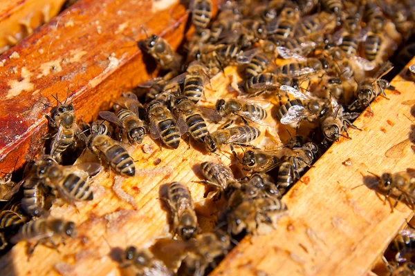 Vista de cerca de las abejas pululando en un panal . —  Fotos de Stock