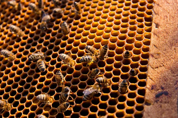 Emsige Bienen, Nahsicht auf die Arbeitsbienen auf der Wabe. — Stockfoto