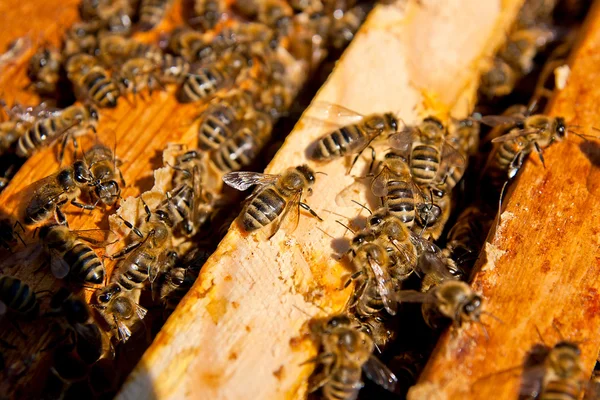 Close-up van de bijen zwermen op een honingraat. — Stockfoto