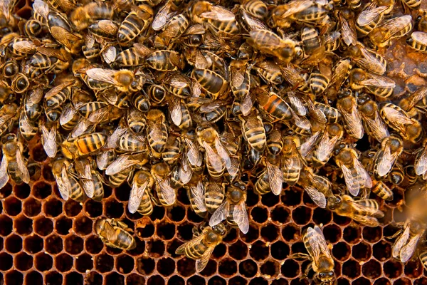 바쁜 꿀벌, 보기 작업 꿀벌의 벌집에 가까이. — 스톡 사진