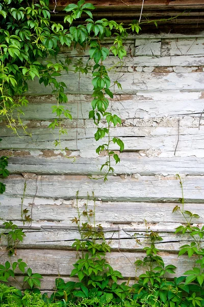 Gebladerte wilde druiven op vintage houten achtergrond met kopie ruimte — Stockfoto