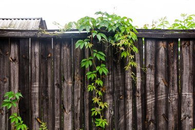 Antika ahşap arka plan kopya alanı ile yeşillik yabani üzüm
