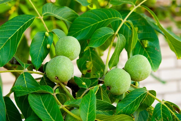 Grüne Walnüsse wachsen am Baum. — Stockfoto