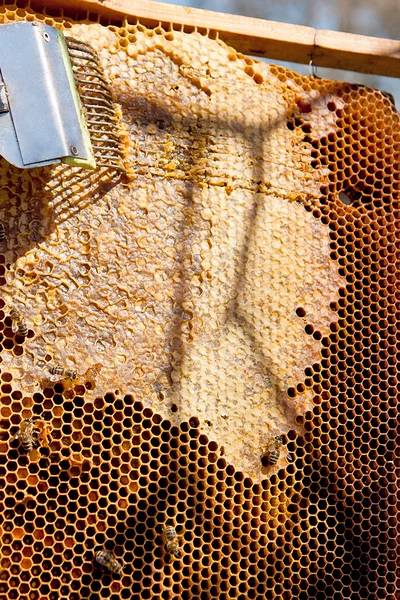Arbeitsbienen auf der gelben Wabe mit süßem Honig. — Stockfoto