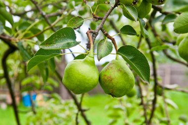 Armut meyve meyve bahçesinde ağaç üzerinde.