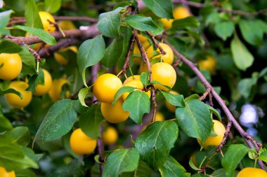 Olgun sarı Kiraz eriği (Prunus cerasifera)