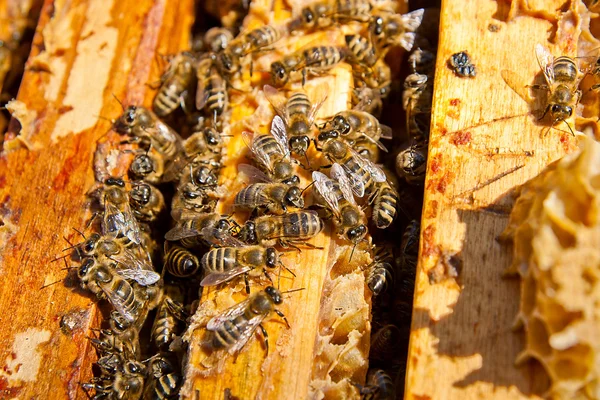 Nærbilde av biene som svermer på en bikake . – stockfoto