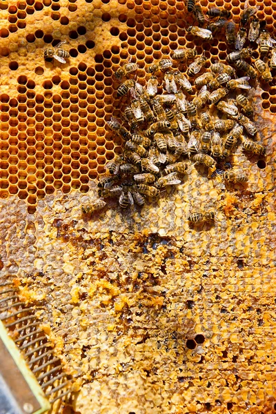 Abejas trabajadoras en el panal amarillo con miel dulce . —  Fotos de Stock