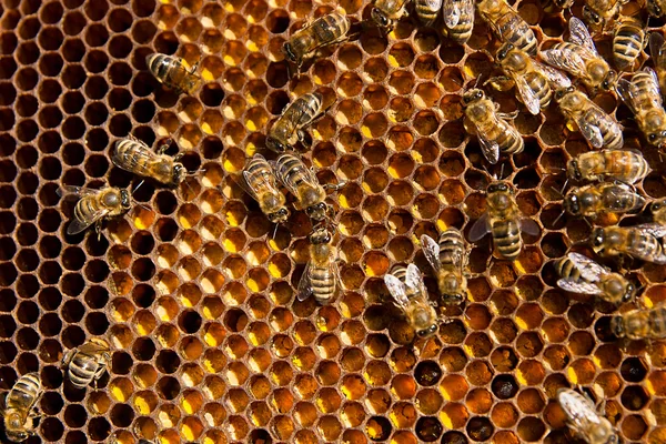 A dolgozó méhek és a begyűjtött pollen közelről a ho — Stock Fotó