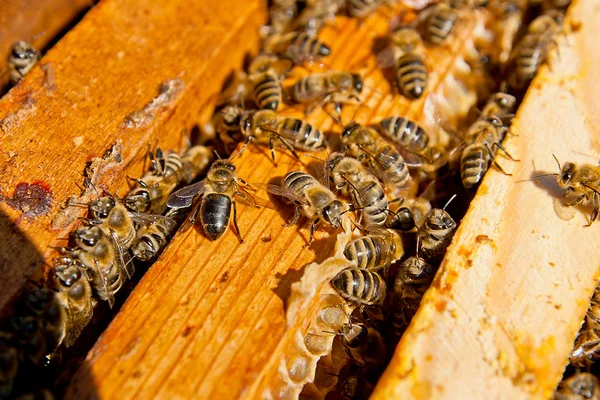 På nära håll beskåda av bina svärma på en honeycomb. — Stockfoto