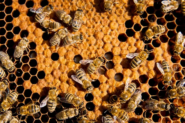 Закрыть обзор работающим пчелам на медовой гребенке . — стоковое фото