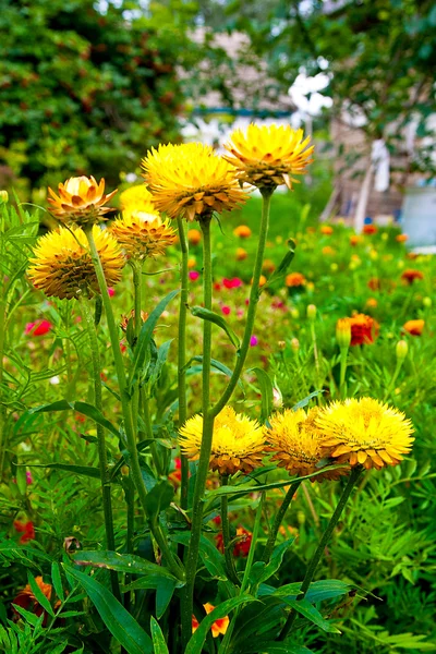 Gelbe Helichrysum Papier Gänseblümchen-Erdbeere. — Stockfoto