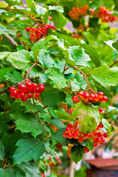 Primer plano de racimos de bayas rojas de una rosa Guelder o Viburnum — Foto de Stock