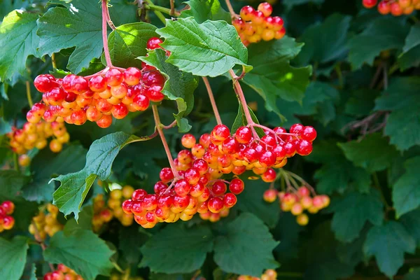 クローズ アップの Guelder ローズやガマズミの赤い果実の房 — ストック写真