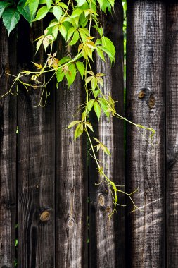 Yeşil yabani üzüm vintage ahşap arka plan WIT Tarih bırakır.