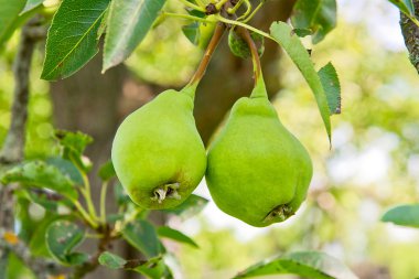 Armut meyve meyve bahçesinde ağaç üzerinde.