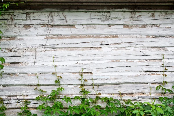 Yeşil yabani üzüm vintage ahşap arka plan WIT Tarih bırakır.