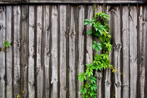 Zelené listy volně hroznů na vinobraní dřevěné pozadí vtip — Stock fotografie
