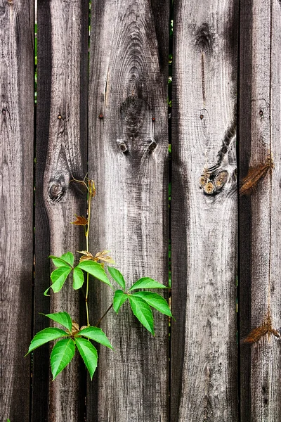 Hojas verdes de las uvas silvestres sobre fondo de madera vintage ingenio — Foto de Stock
