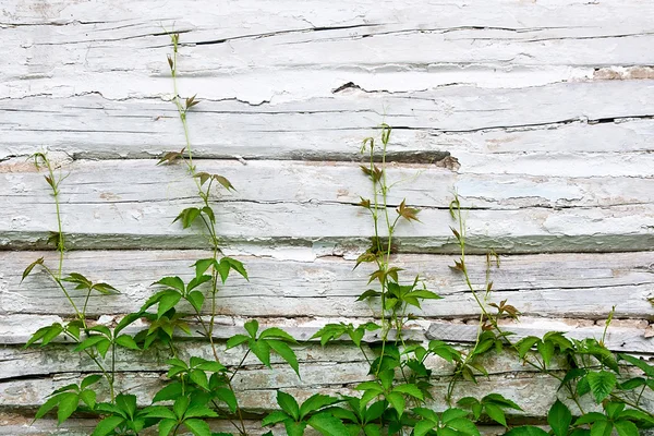 Green leaves of the wild grapes on vintage wooden background wit — Stock Photo, Image