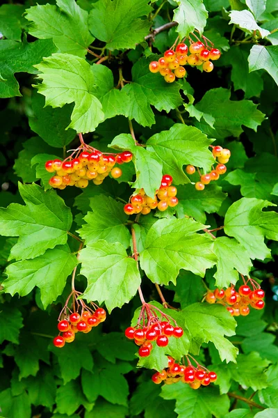 Ágak, piros bogyós gyümölcsök a Guelder rose vagy Viburnum opulus-shr — Stock Fotó