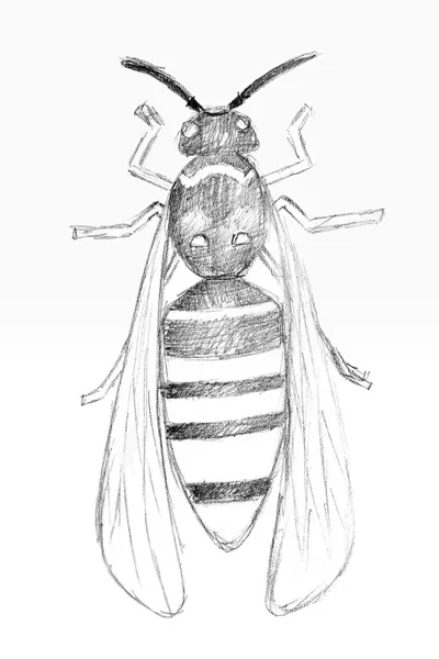 Desenho a lápis original pela vespa . — Fotografia de Stock