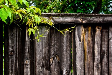 Yeşil yabani üzüm vintage ahşap arka plan WIT Tarih bırakır.