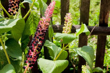 Hint poke, pokeweed veya pokeberry (phytolacca acinosa)