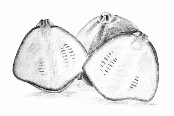 Originální tužkou, kresba Bushovy dýně nebo squash — Stock fotografie