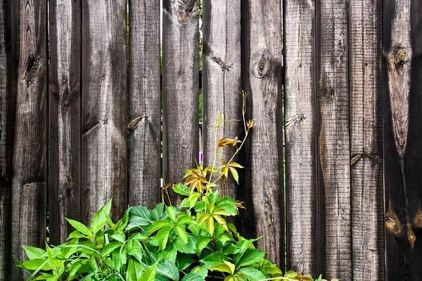 Green leaves of the wild grapes on vintage wooden background wit — Stock Photo, Image