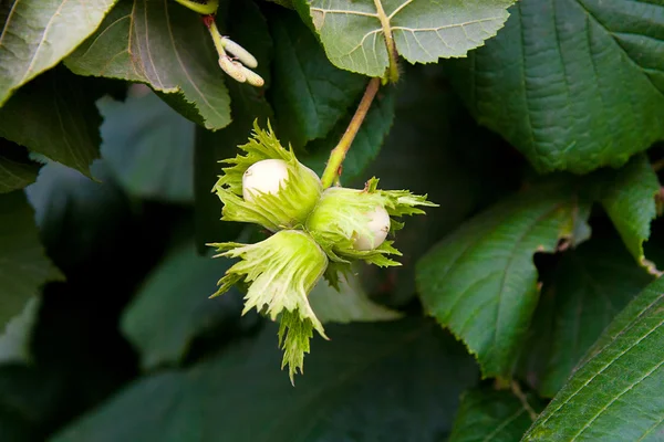 Yeşil fındık ağacı üzerinde büyüyor.