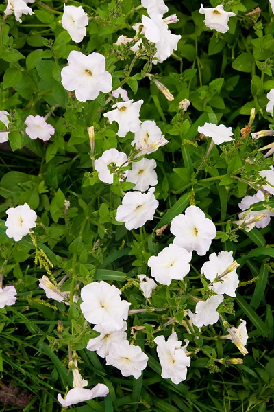 Beyaz petunyaların çiçek yatakta. Beyaz pe görüntüle sürü kapatın