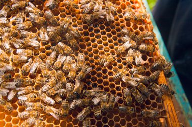 Arı ile tatlı bal sarı petek üzerinde çalışıyor.