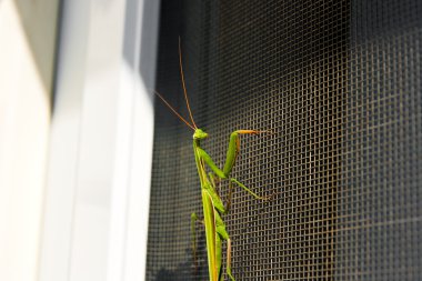 Dua eden peygamber devesi böcek doğa. Mantis bileğinde.