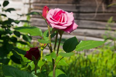 Bahçedeki pembe gül