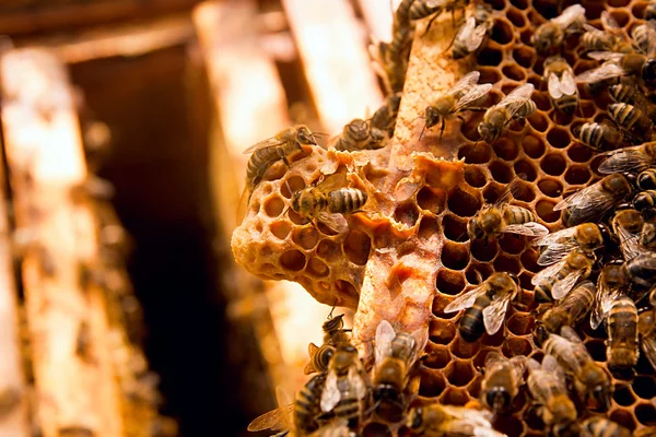 Lebah sibuk, pandangan dekat lebah kerja di sarang lebah madu . — Stok Foto