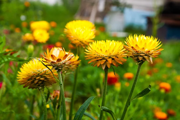 Strohblume im Garten — Stockfoto