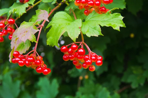 Csomó piros bogyós gyümölcsök Guelder rose vagy Viburnum o közelről — Stock Fotó