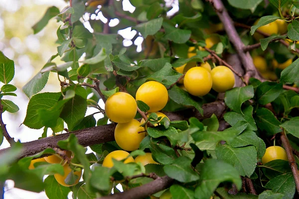 Ciruela cereza amarilla madura (Prunus cerasifera ) — Foto de Stock