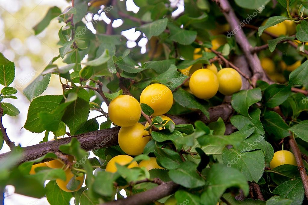 yellow cherry plum