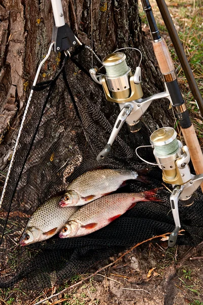 Catching freshwater fish and fishing rods with fishing reel. — Stock Photo, Image